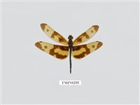 藏品(彩裳蜻蜓)的圖片